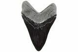 Realistic, 7.4" Carved Obsidian Megalodon Tooth - Replica - #202031-1